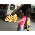 China Wholesale Fresh Organic Yellow Ginger With Price